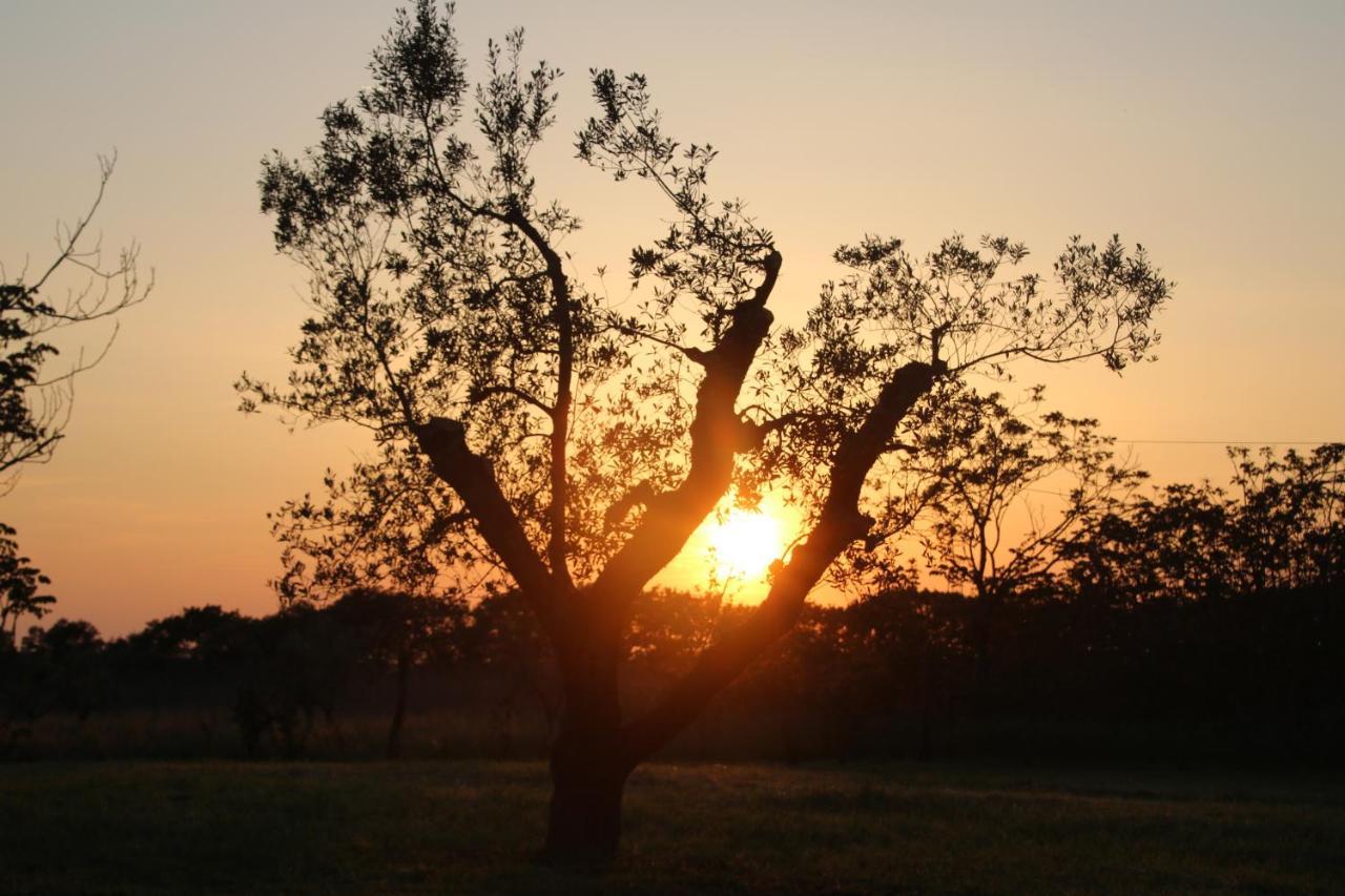 Podere Campo Alle Serpi ビッボーナ エクステリア 写真
